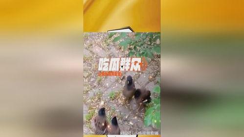 吃瓜群众大树,揭秘娱乐圈背后的那些事儿