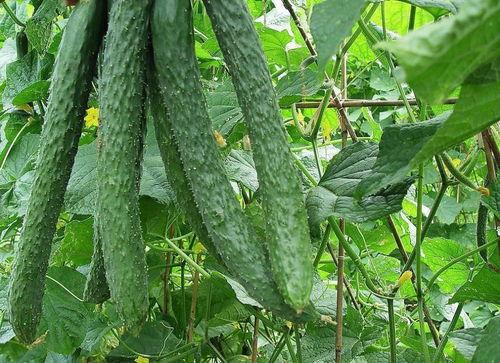 每天都有瓜吃的图片,跟随视觉盛宴，探索生活百态