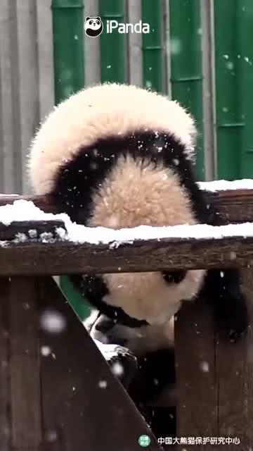 吃瓜小熊安徽,探寻美食与文化的奇妙交融