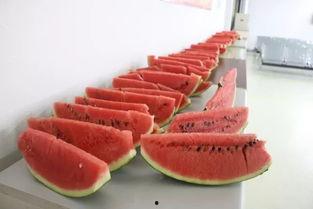 龙文水岸 吃瓜,揭秘吃瓜群众的欢乐盛宴