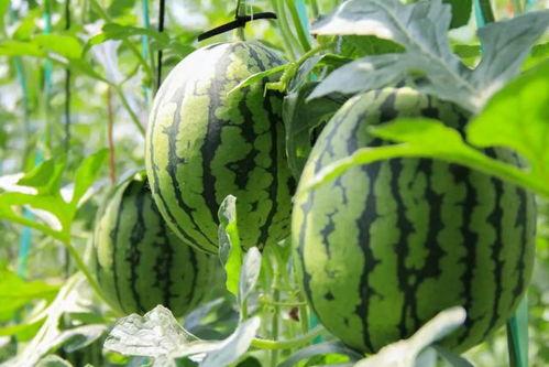 吃瓜群众玫瑰西瓜,夏日消暑新宠