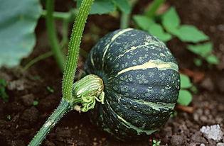 雨花阁吃瓜下载,揭秘热门娱乐资讯的便捷途径