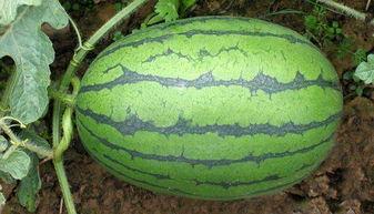 十八楼cp吃瓜,揭秘明星恋情背后的甜蜜与争议