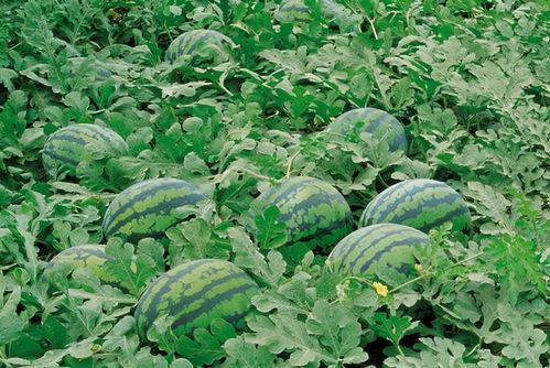 获嘉县吃瓜群,民间舆论场的热闹一角