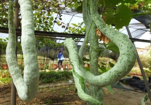 长蛇瓜可以吃吗,美味还是禁忌？探究其可食用性