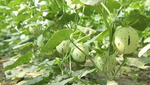 瓜州的必吃餐厅,探寻舌尖上的美食秘境