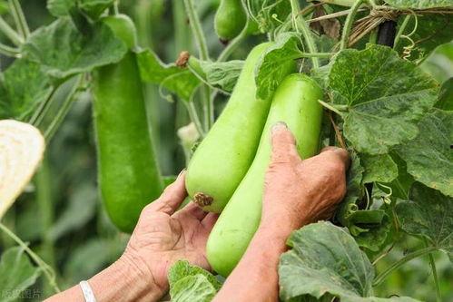 吃秋瓜会头晕吗,揭秘秋季饮食健康风险”