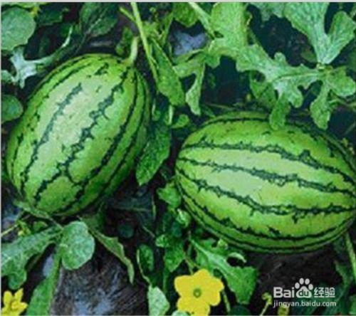 吃瓜事件大连新闻网