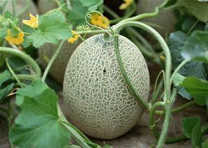 人流13天吃哈密瓜好吗