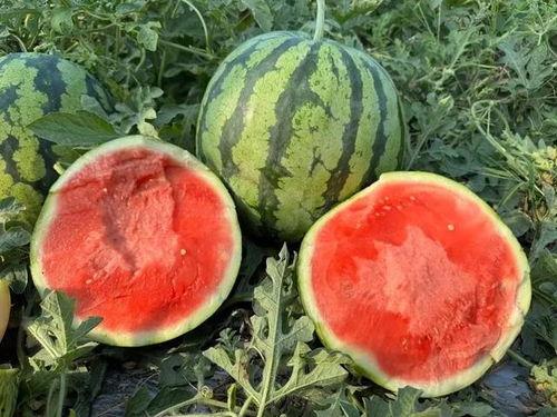 云南新兴吃瓜事件视频,揭秘网络热议背后的真相