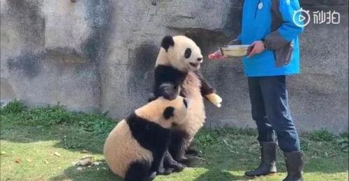 雪宝带你吃瓜,揭秘美食背后的故事