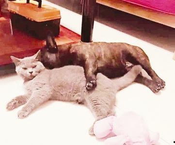 新乡头条猫狗事件,社区和谐与动物权益的碰撞