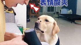 宠物博主爆料视频大全,萌宠日常大揭秘