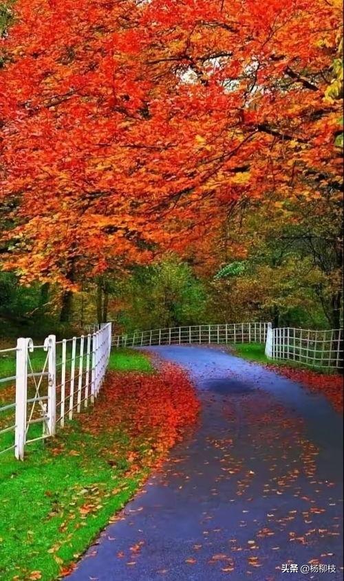 草木听雨头条,探寻自然之声的静谧魅力